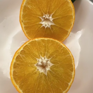 湖北宜昌果冻橙
