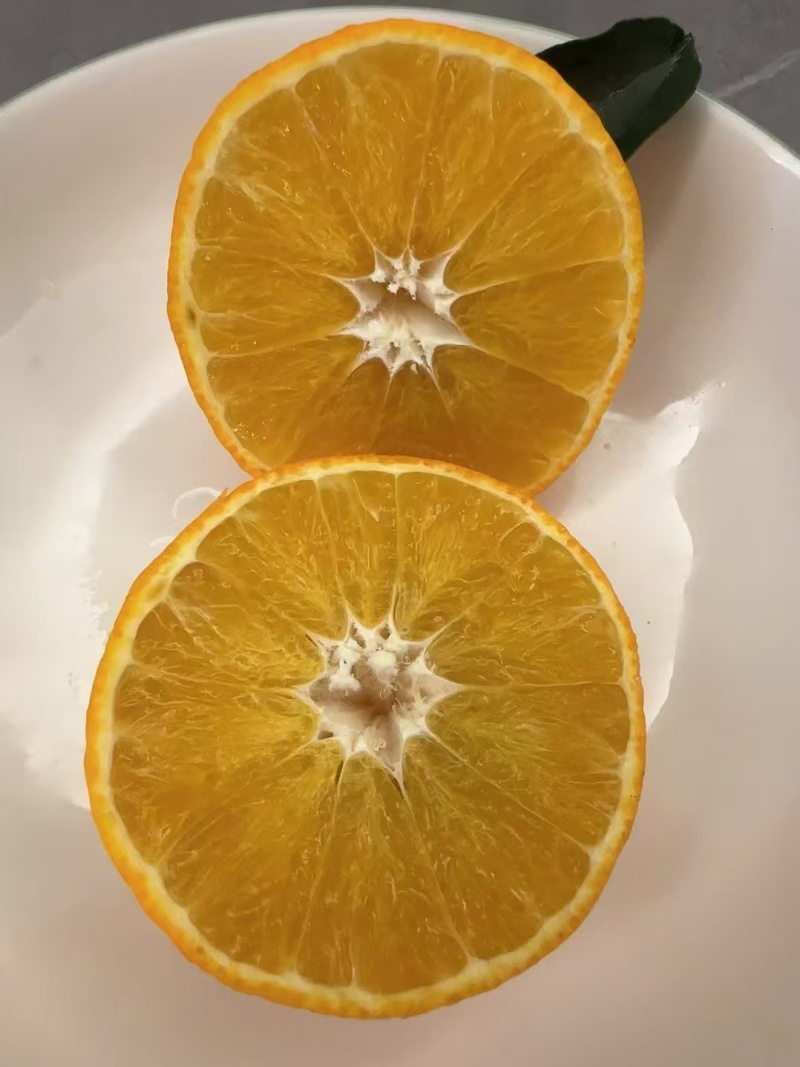 湖北宜昌果冻橙