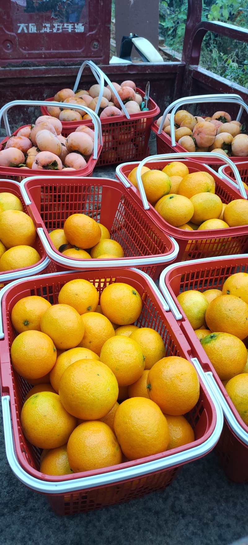 湖北宜昌果冻橙