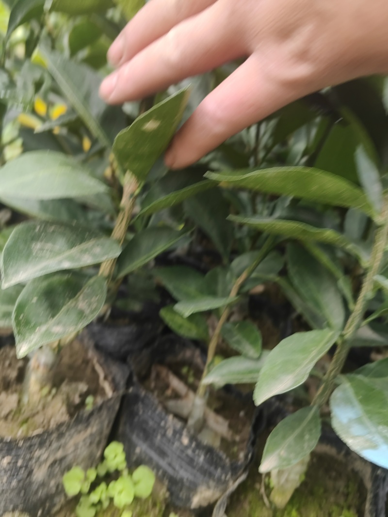 质量有保障诚信。