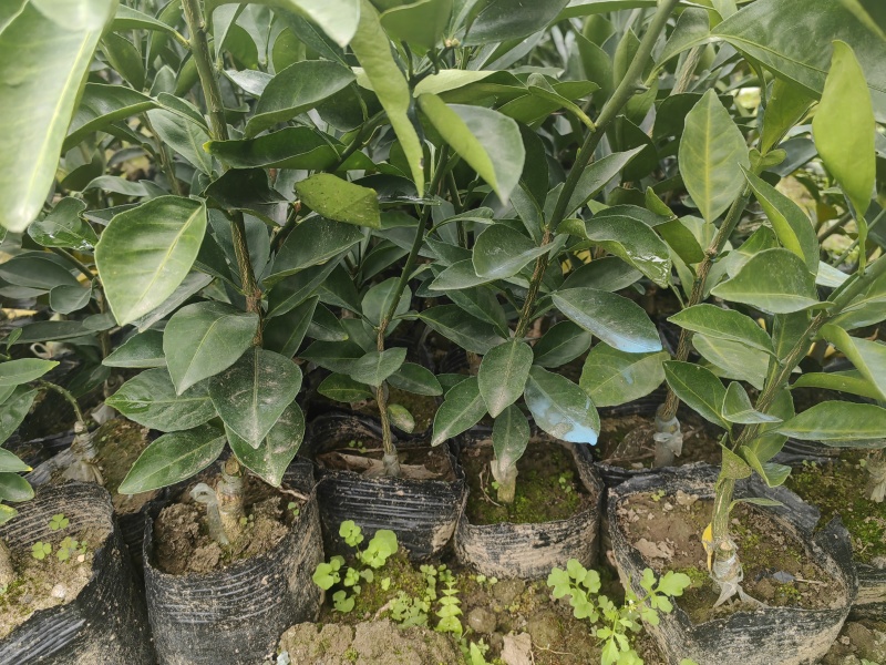 质量有保障诚信。