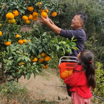 宜昌蜜橘