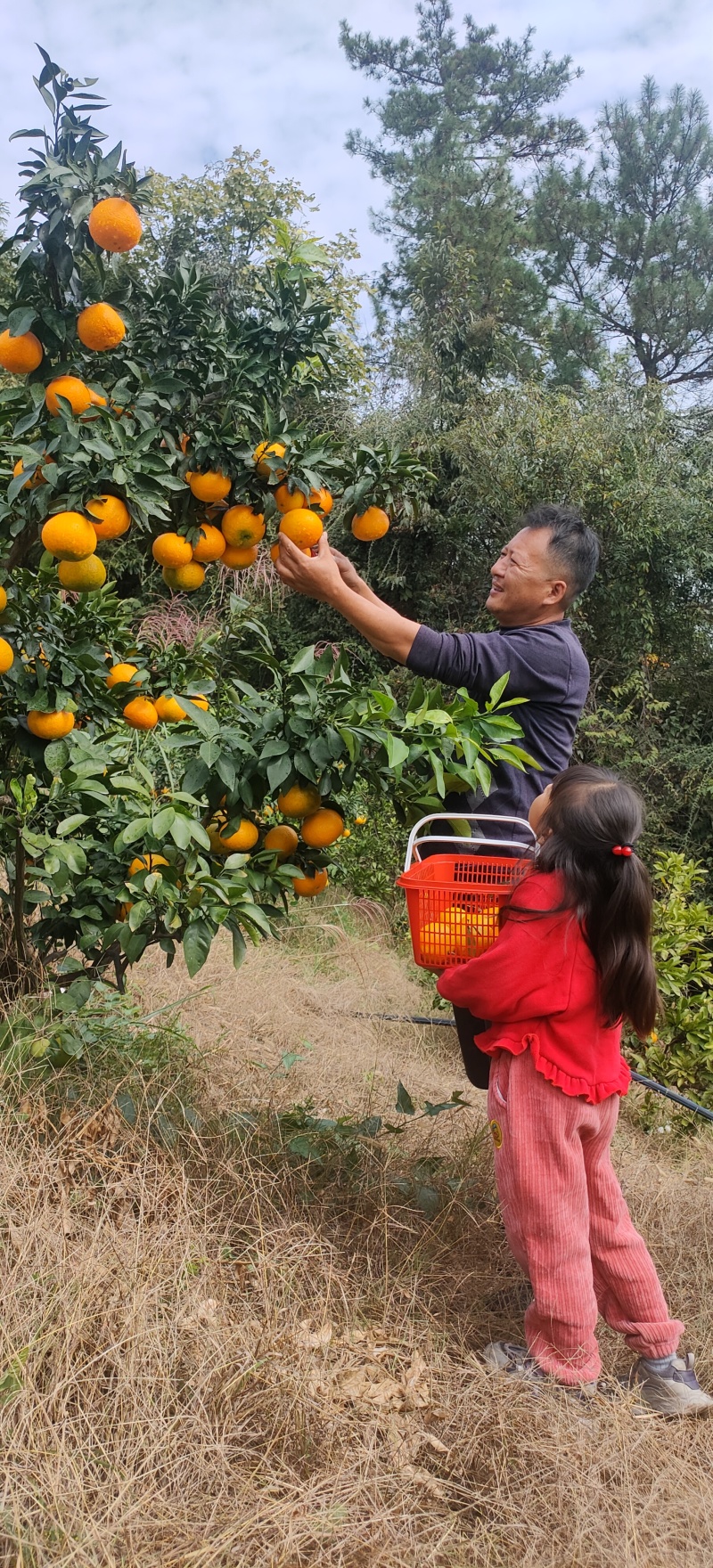 宜昌蜜橘