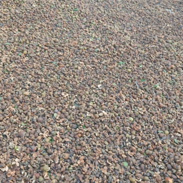 湘林小子茶籽果