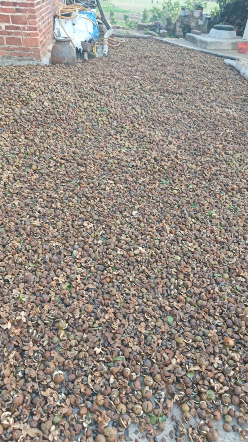 湘林小子茶籽果