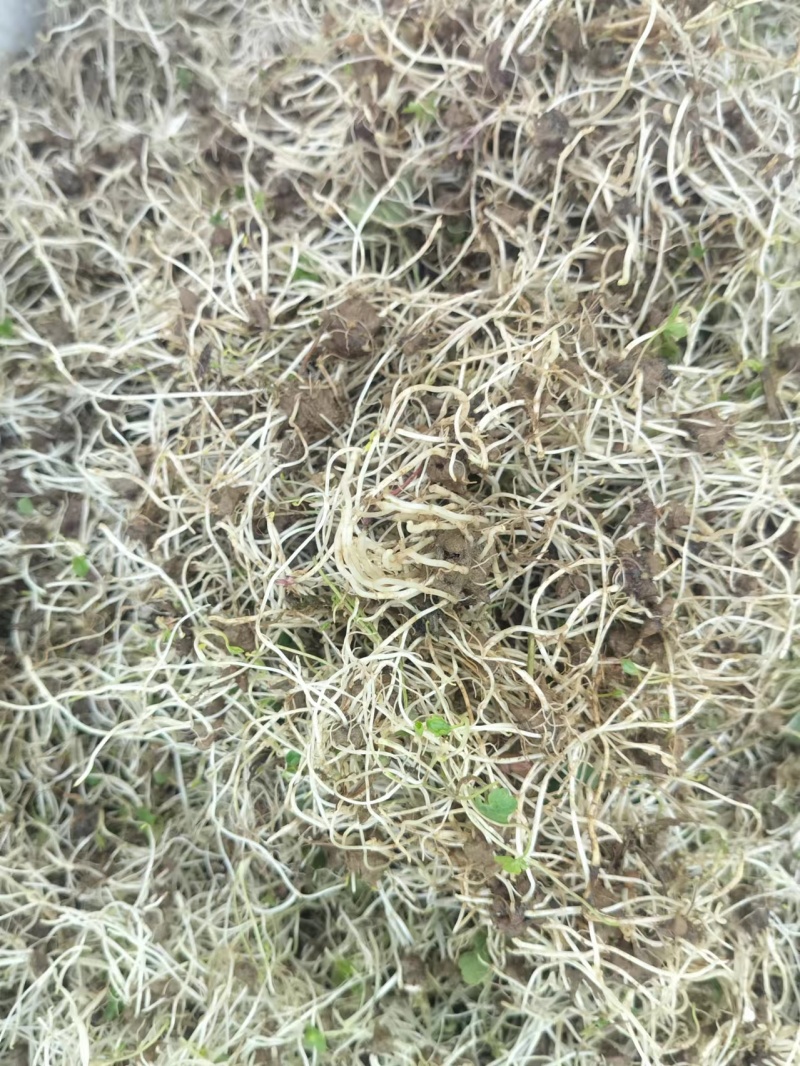 猫爪草种苗种芽**低于市场价格出需要联系
