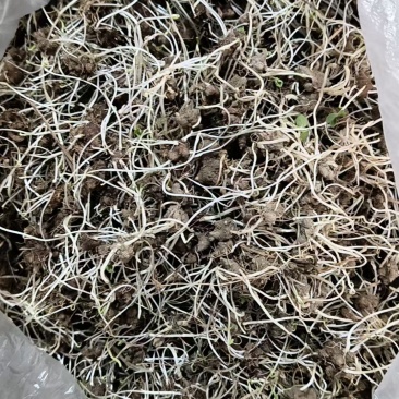 猫爪草种苗低于市场价格出需要联系我