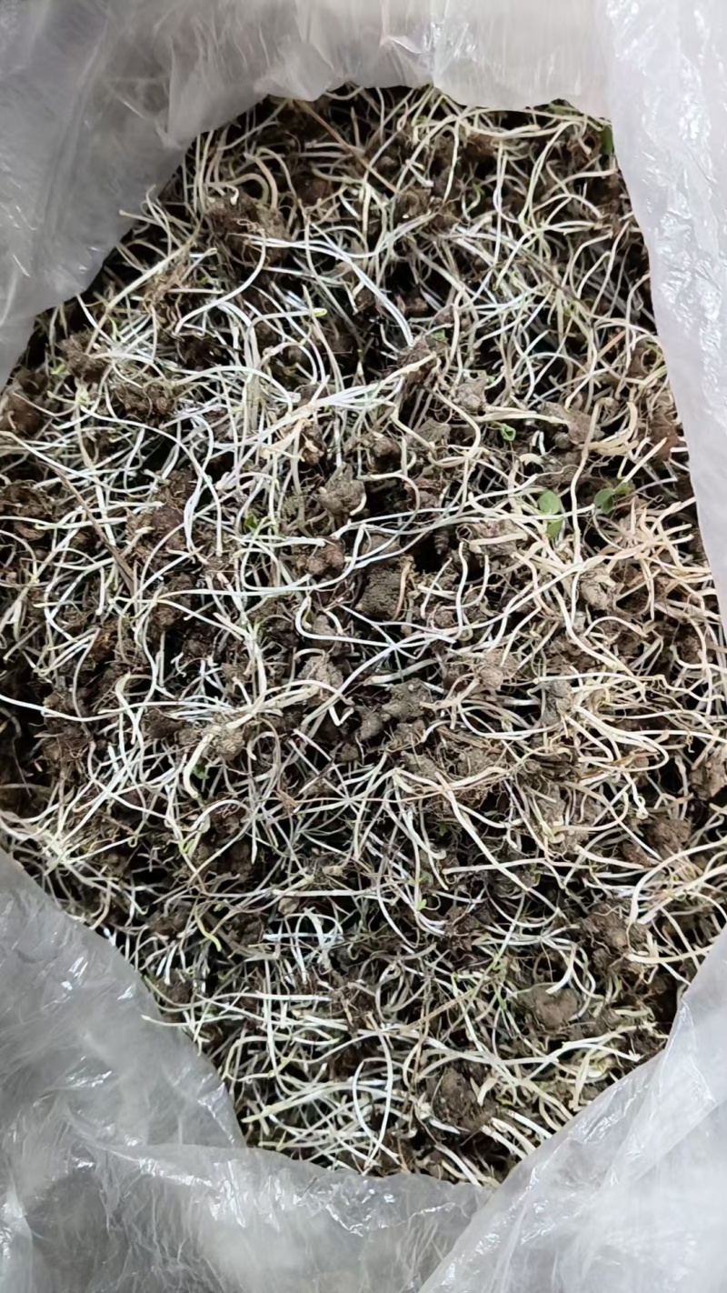 猫爪草种苗低于市场价格出需要联系我