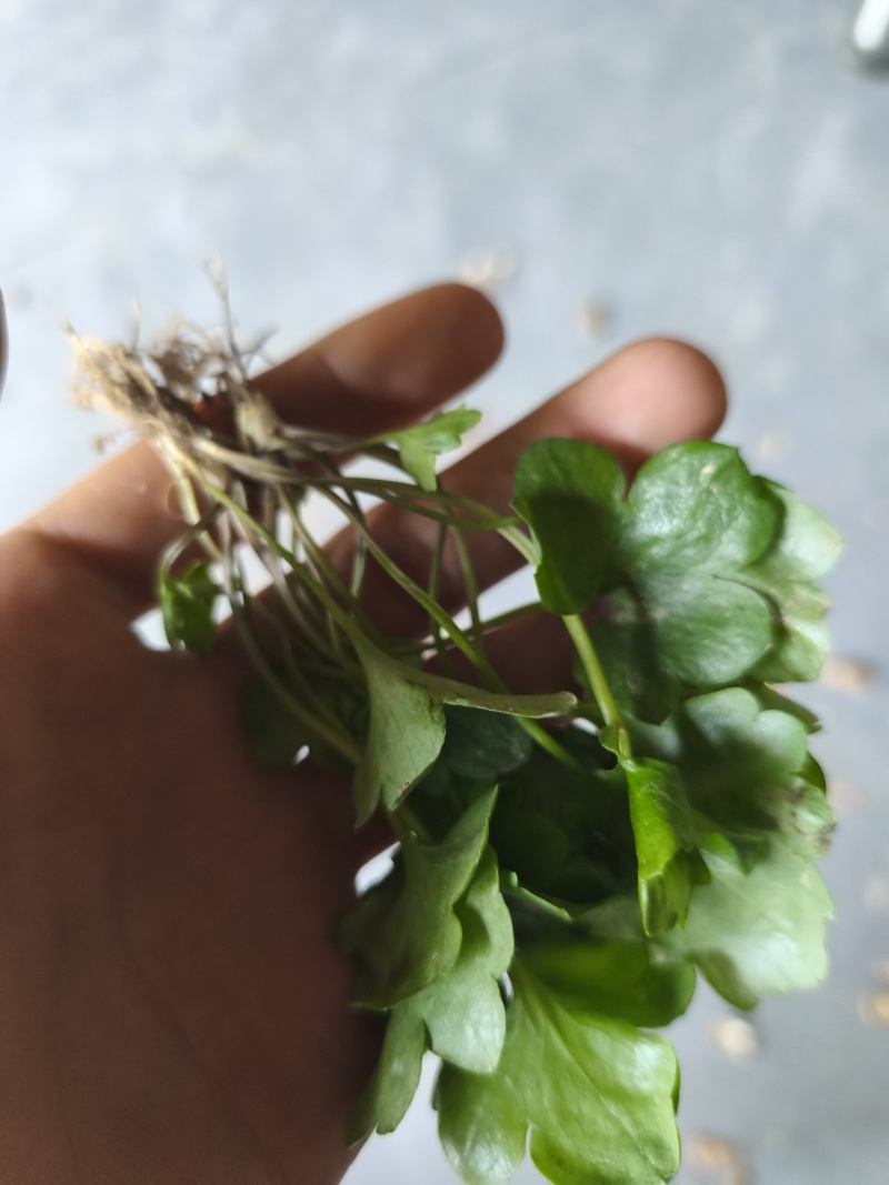 猫爪草种苗低于市场价格出需要联系我