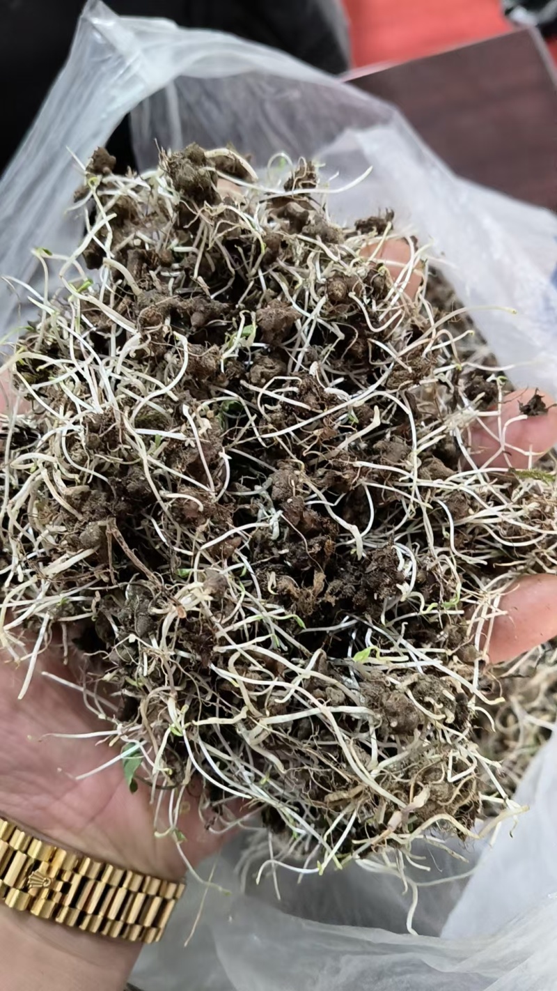 猫爪草种苗种芽低于市场价格出需要联系我