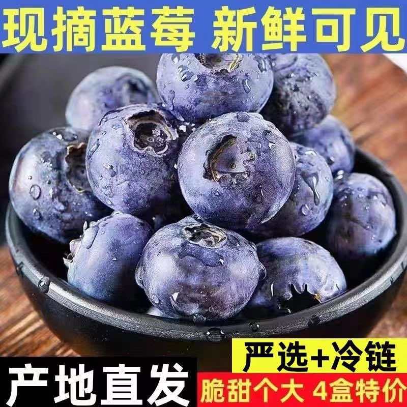 【***】一件代发云南白蓝莓新鲜产地现摘蓝莓鲜果应季水果蓝莓
