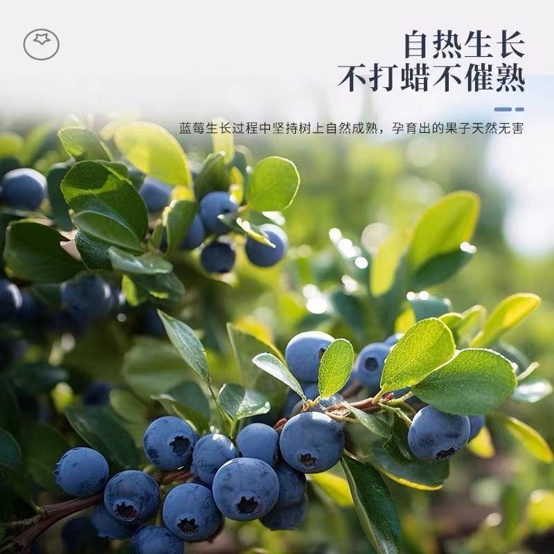 【***】一件代发云南白蓝莓新鲜产地现摘蓝莓鲜果应季水果蓝莓