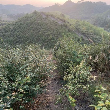 野生老品种茶籽包晒干