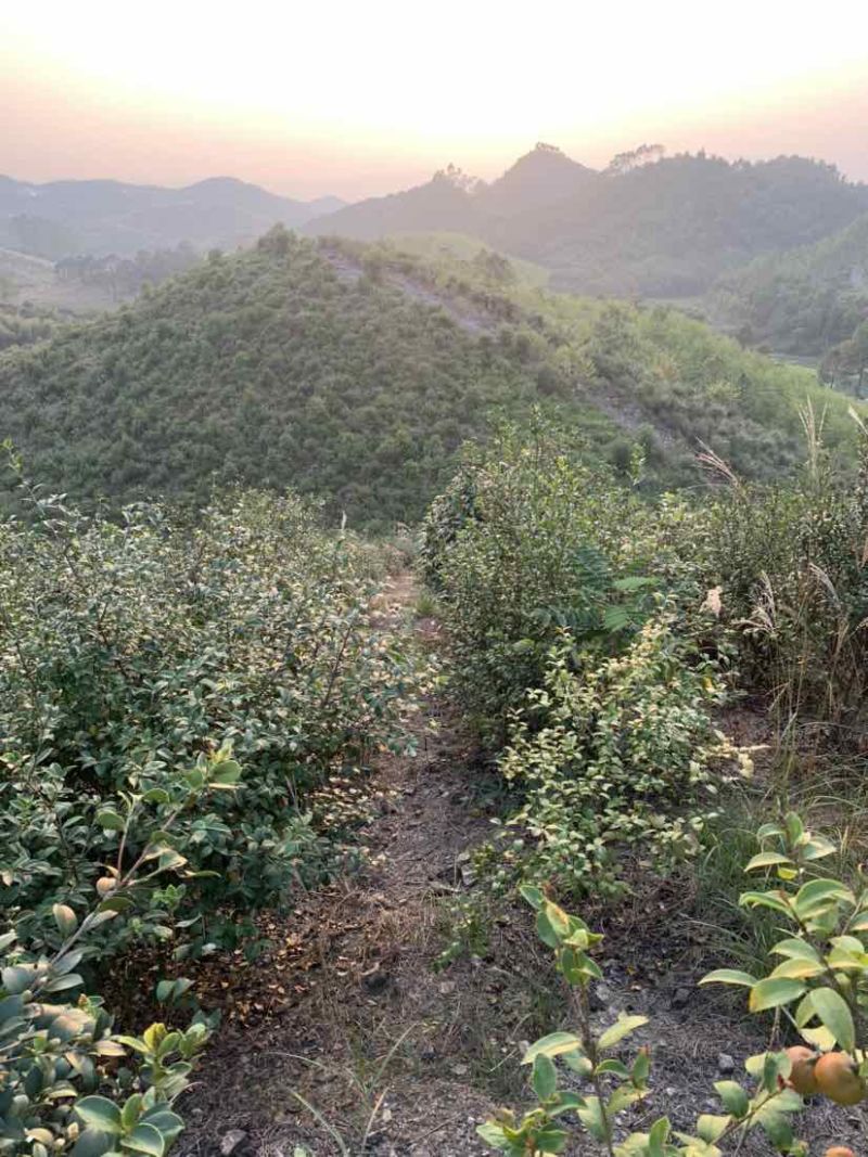 野生老品种茶籽包晒干