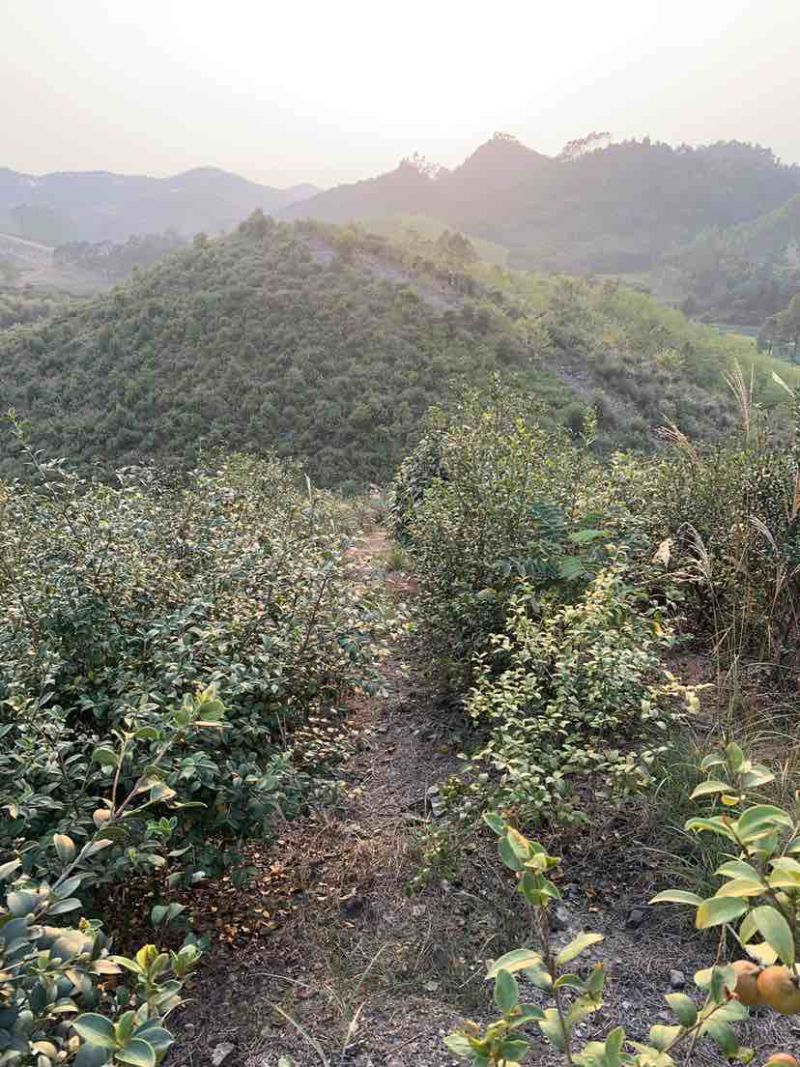 野生老品种茶籽包晒干