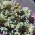 焦作干怀菊花