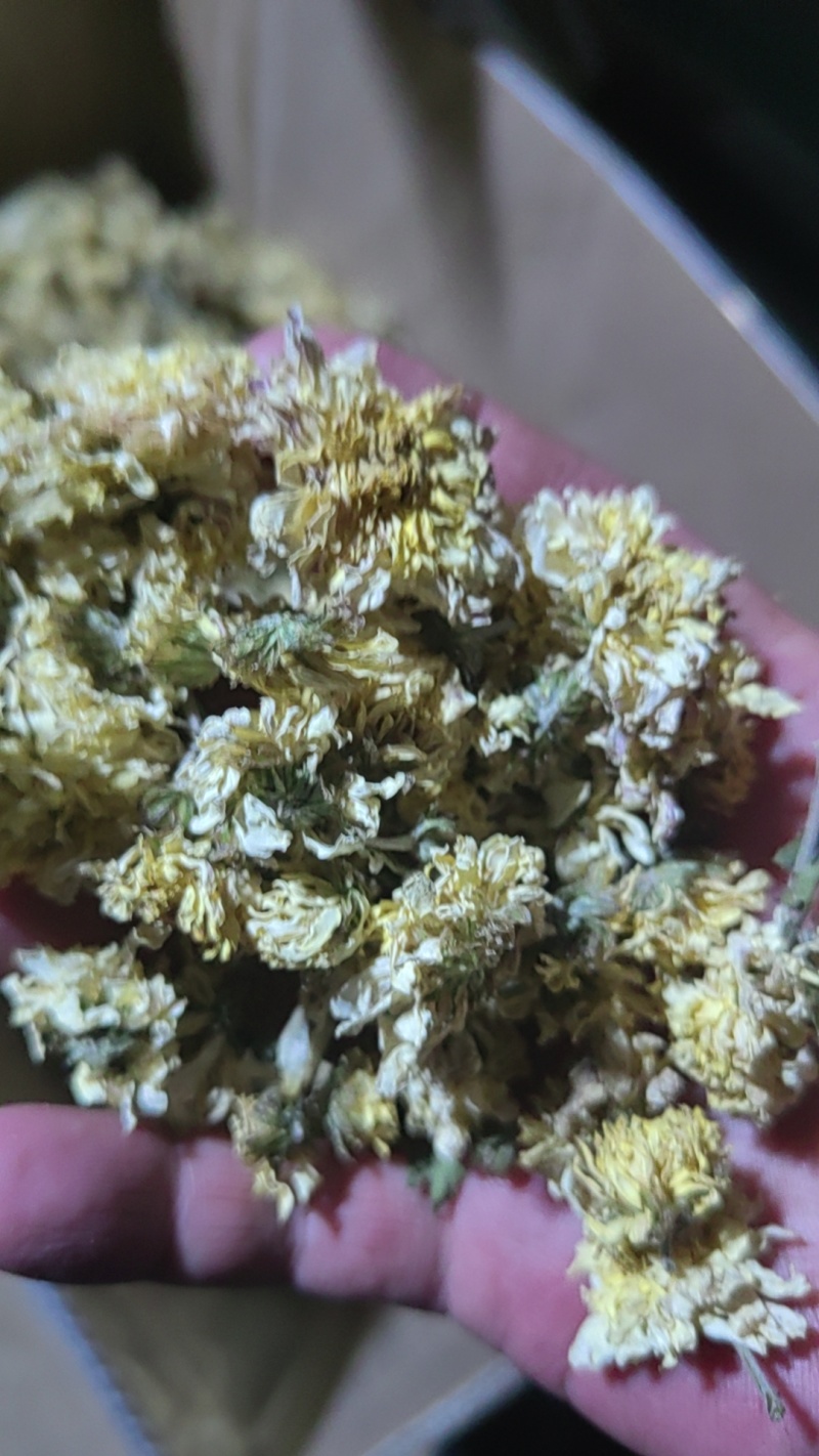 焦作干怀菊花