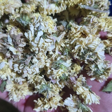 焦作干怀菊花
