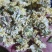 焦作干怀菊花