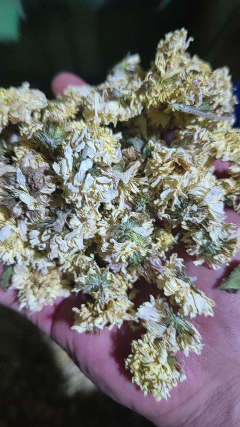 焦作干怀菊花