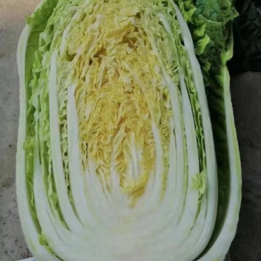 辽宁黄心白菜