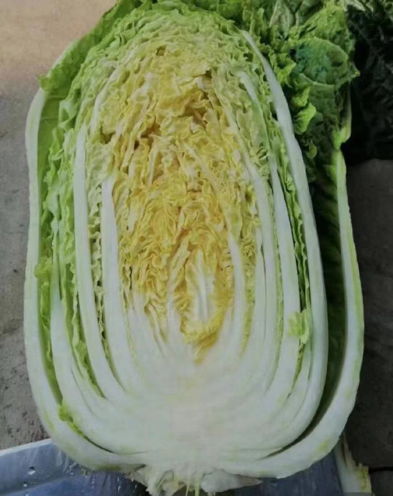 辽宁黄心白菜