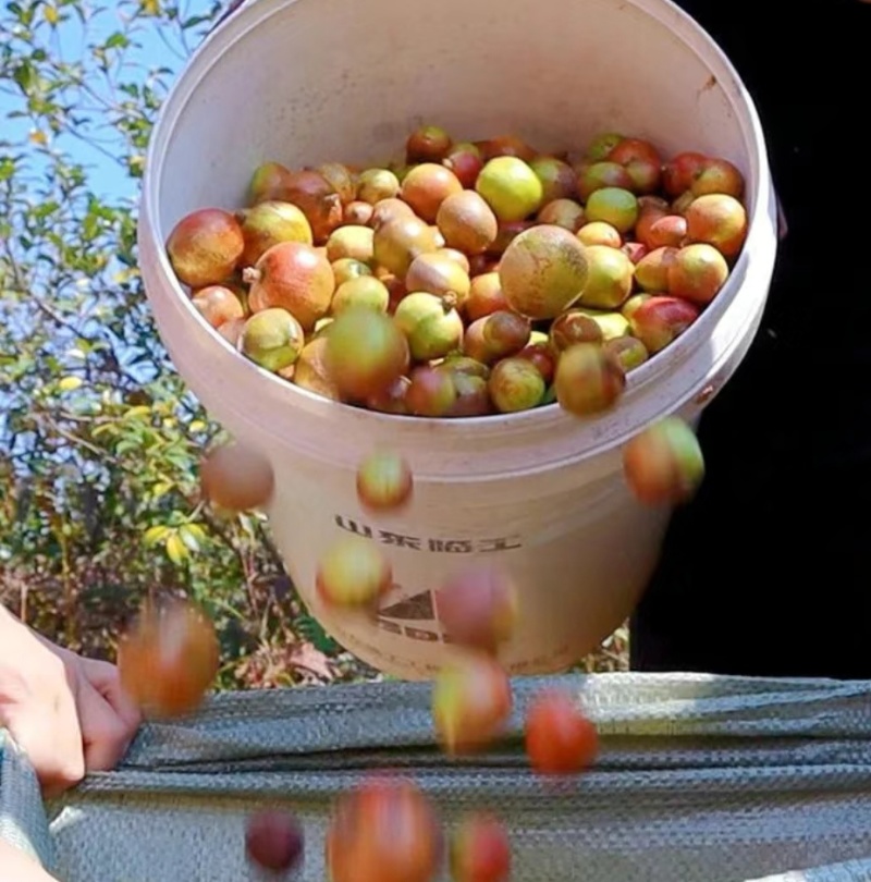 山茶籽山茶油