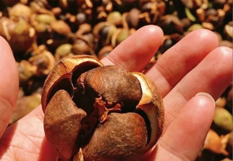 山茶籽山茶油