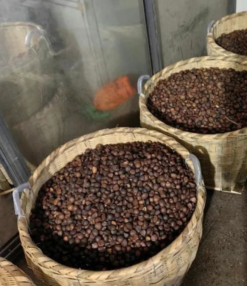 山茶籽山茶油