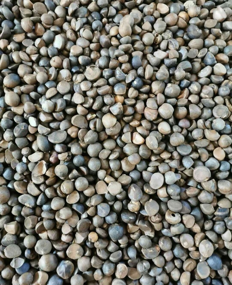 山茶籽山茶油