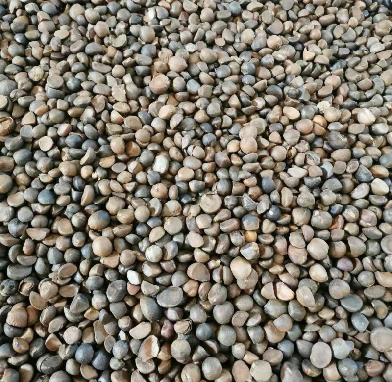 山茶籽山茶油