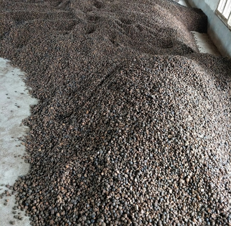 山茶籽山茶油