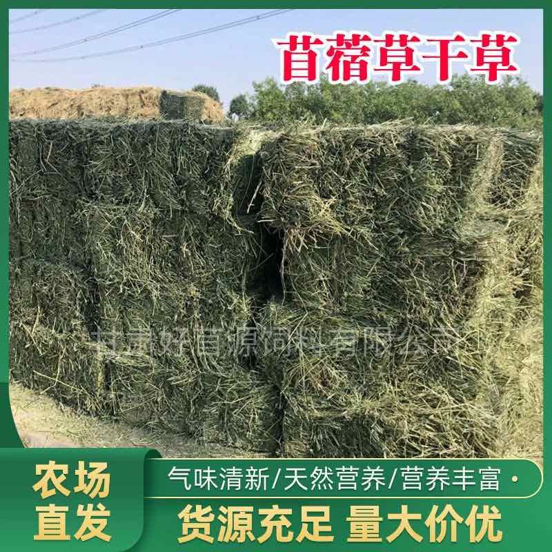 头茬苜蓿草干草优质羊驼草料奶牛饲料羊驼饲料饲料自然晾晒
