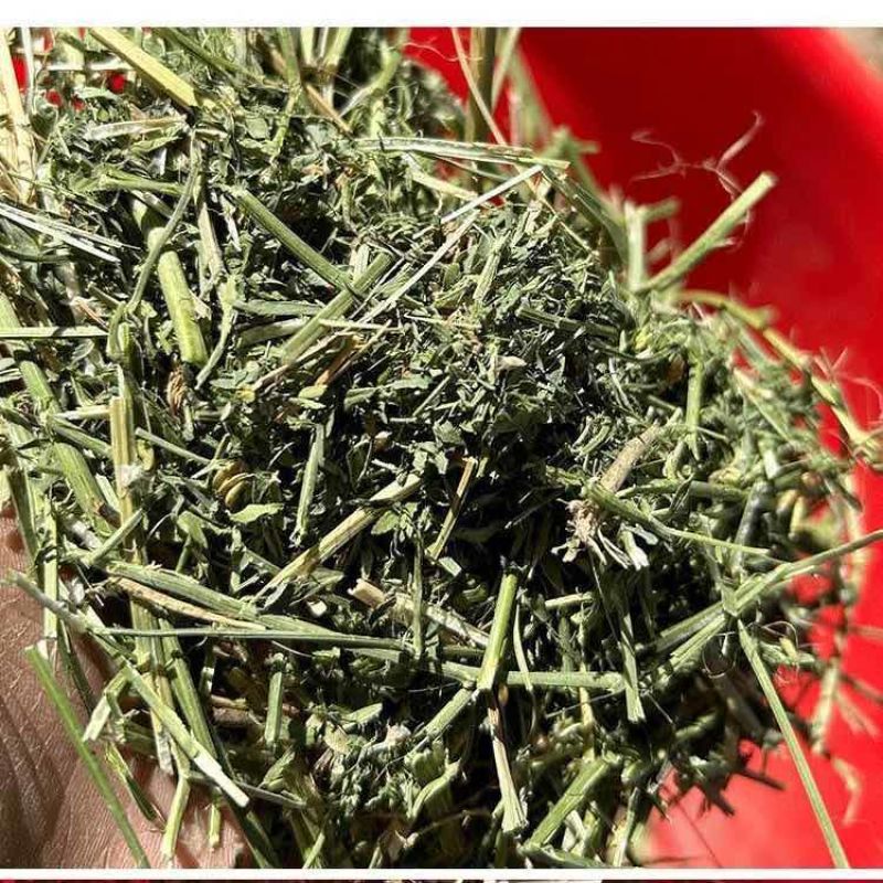 头茬苜蓿草干草优质羊驼草料奶牛饲料羊驼饲料饲料自然晾晒
