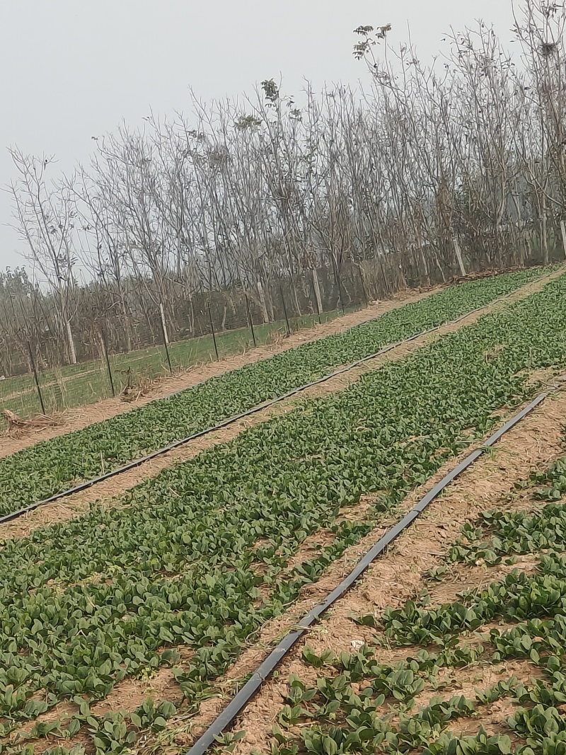 进口波兰趴地菠菜