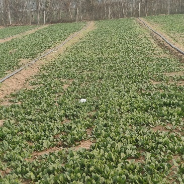 进口波兰趴地菠菜