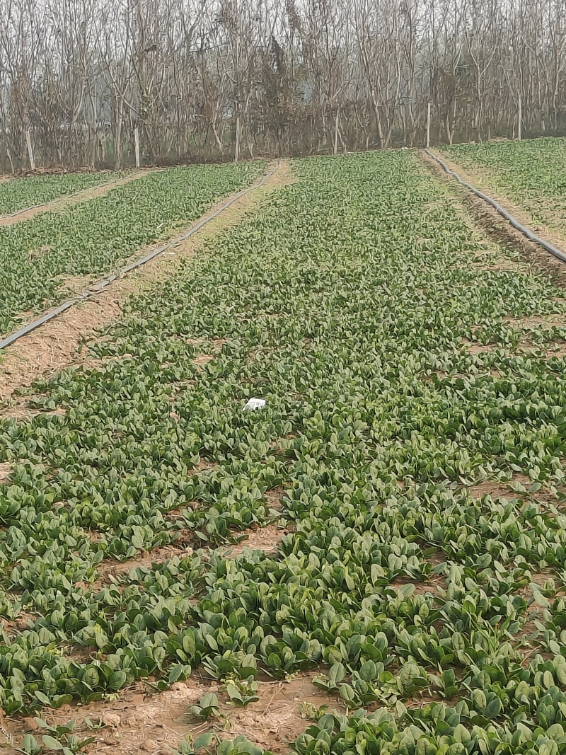 进口波兰趴地菠菜