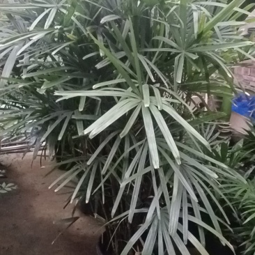 2米高棕竹