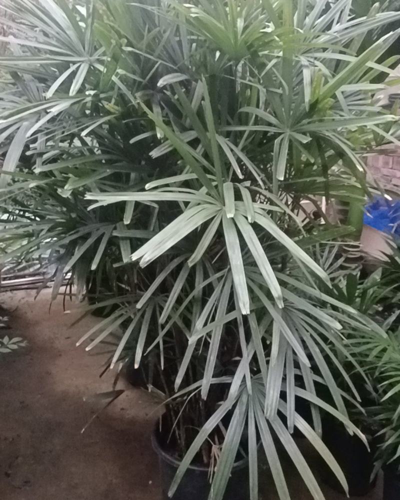 2米高棕竹