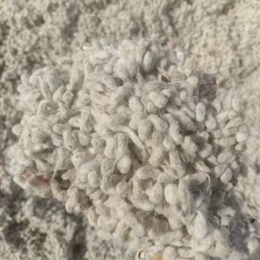优质棉籽，水分干，无霉变异味