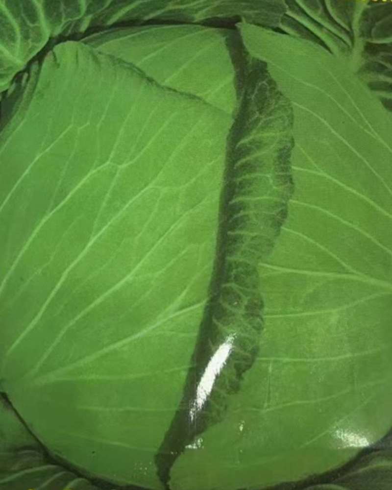 莲白卷心包