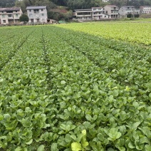本地菜心