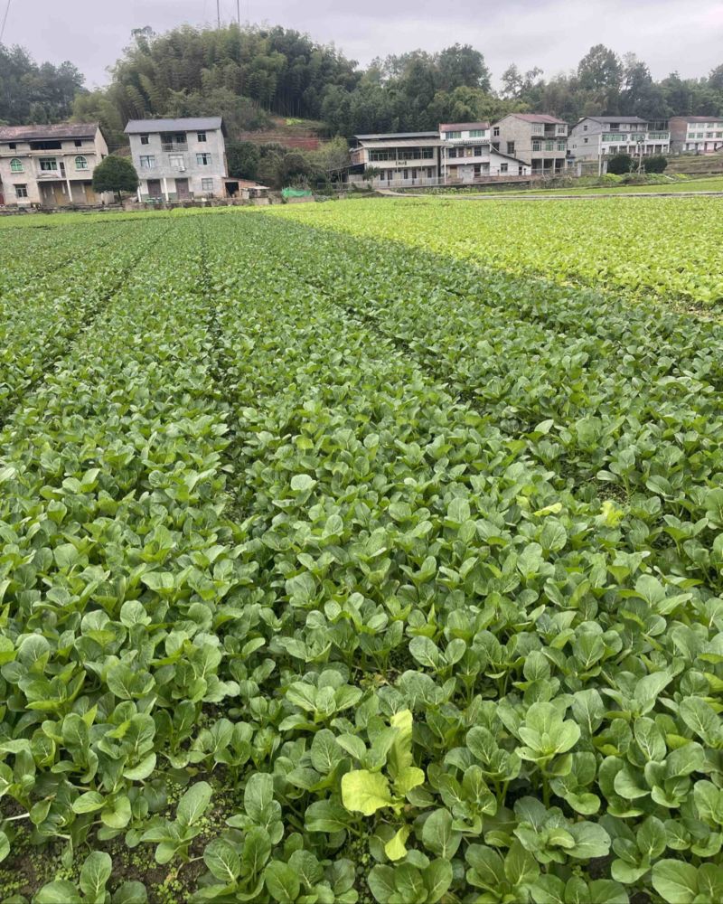 本地菜心