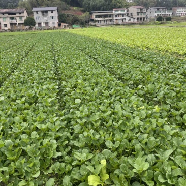 菜心