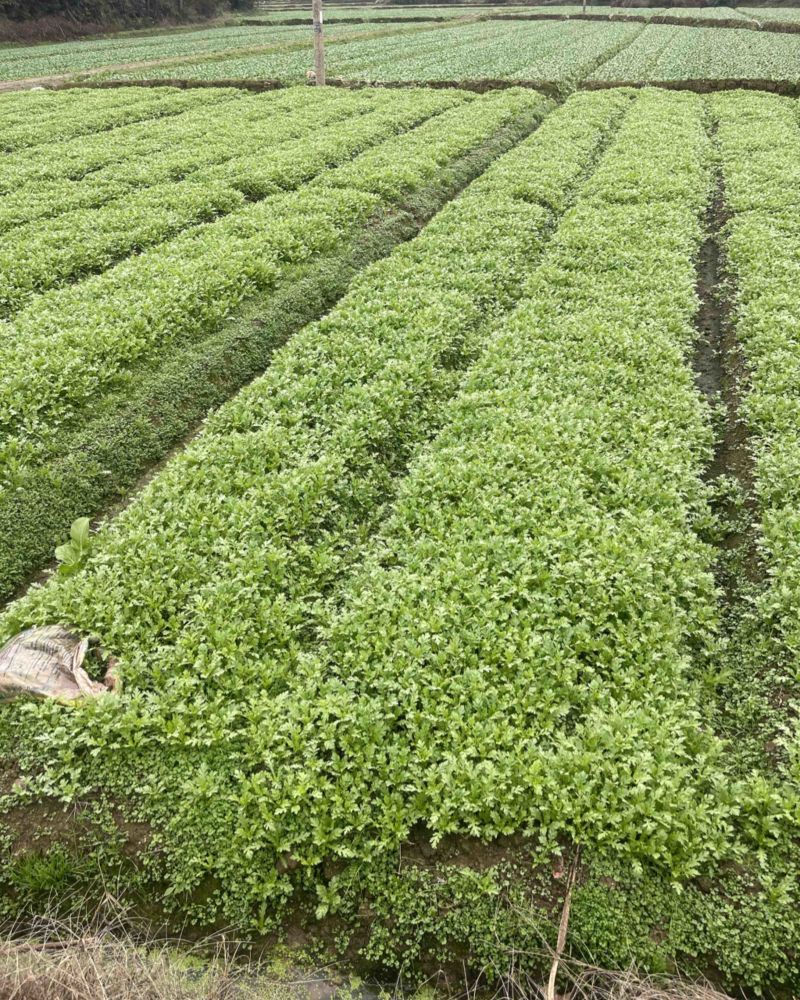 茼蒿