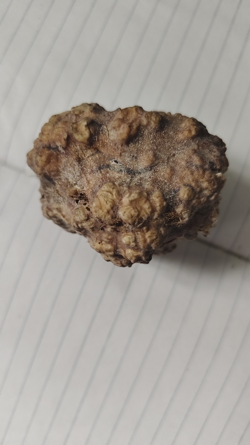中药动物狗宝
