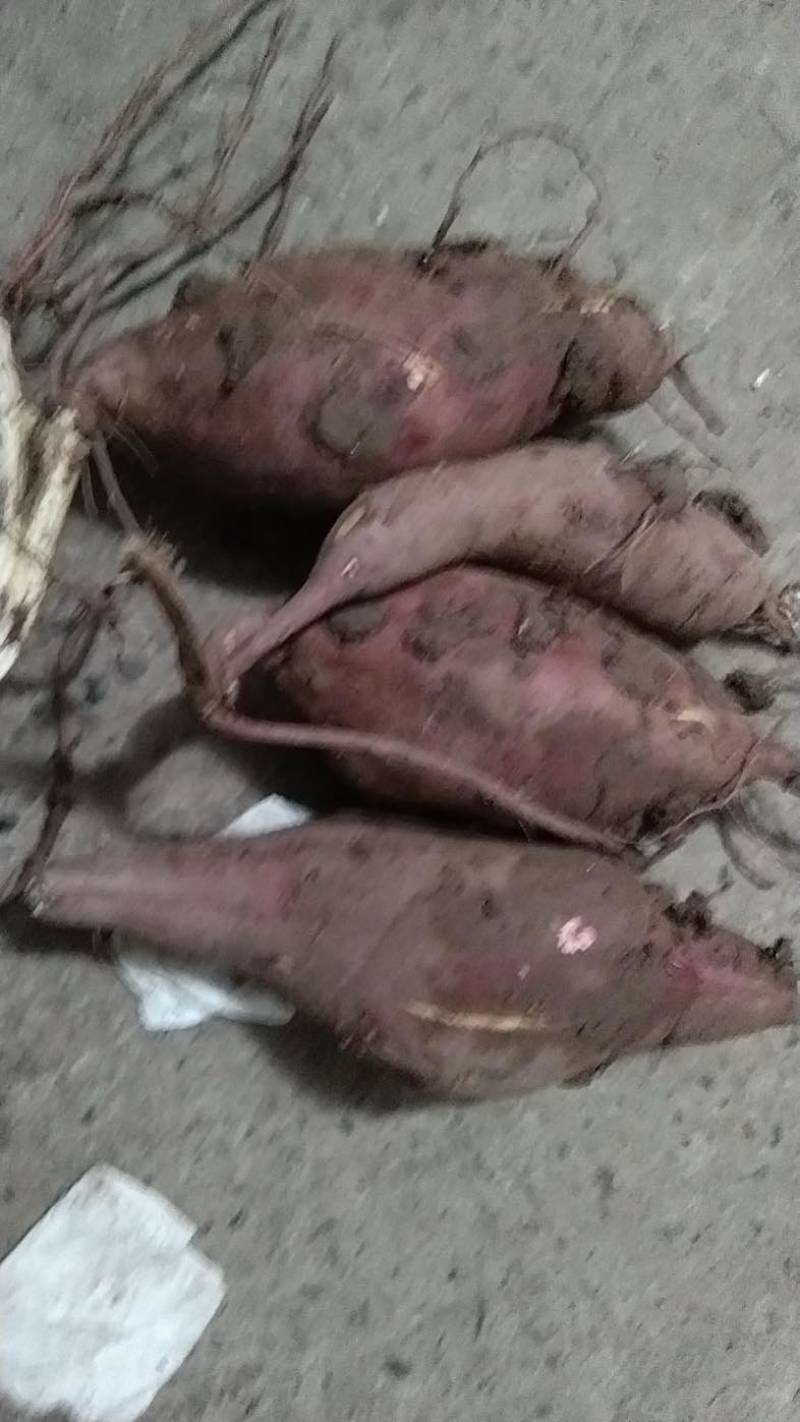【商薯19】四川红薯淀粉白心红薯甘薯地瓜徐薯18红芋薯