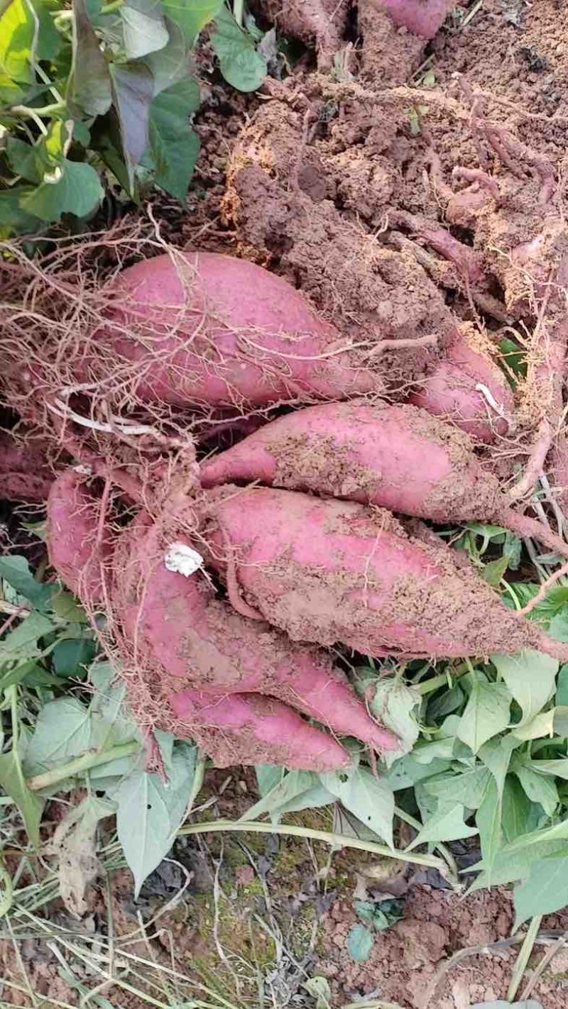 【商薯19】四川红薯淀粉白心红薯甘薯地瓜徐薯18红芋薯