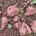 【商薯19】四川红薯淀粉白心红薯甘薯地瓜徐薯18红芋薯