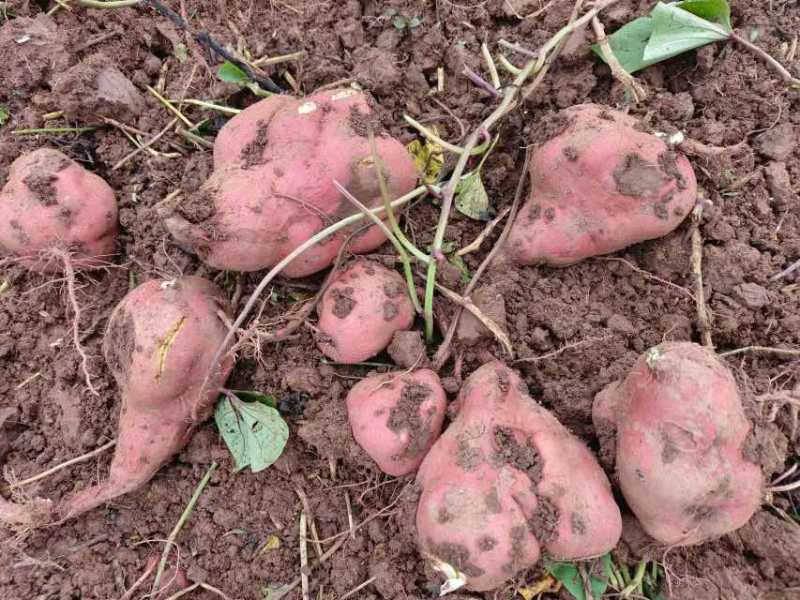 【商薯19】四川红薯淀粉白心红薯甘薯地瓜徐薯18红芋薯